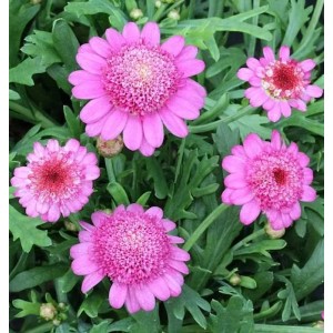 Nahaufnahme der Tauben Skabiose 'Pink Mist', einer krautigen Staude mit pinkfarbenen Blüten.