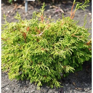 Gelbe Hinoki Scheinzypresse 'Gitte', kompakter Strauch mit gelbgrünen Blättern.