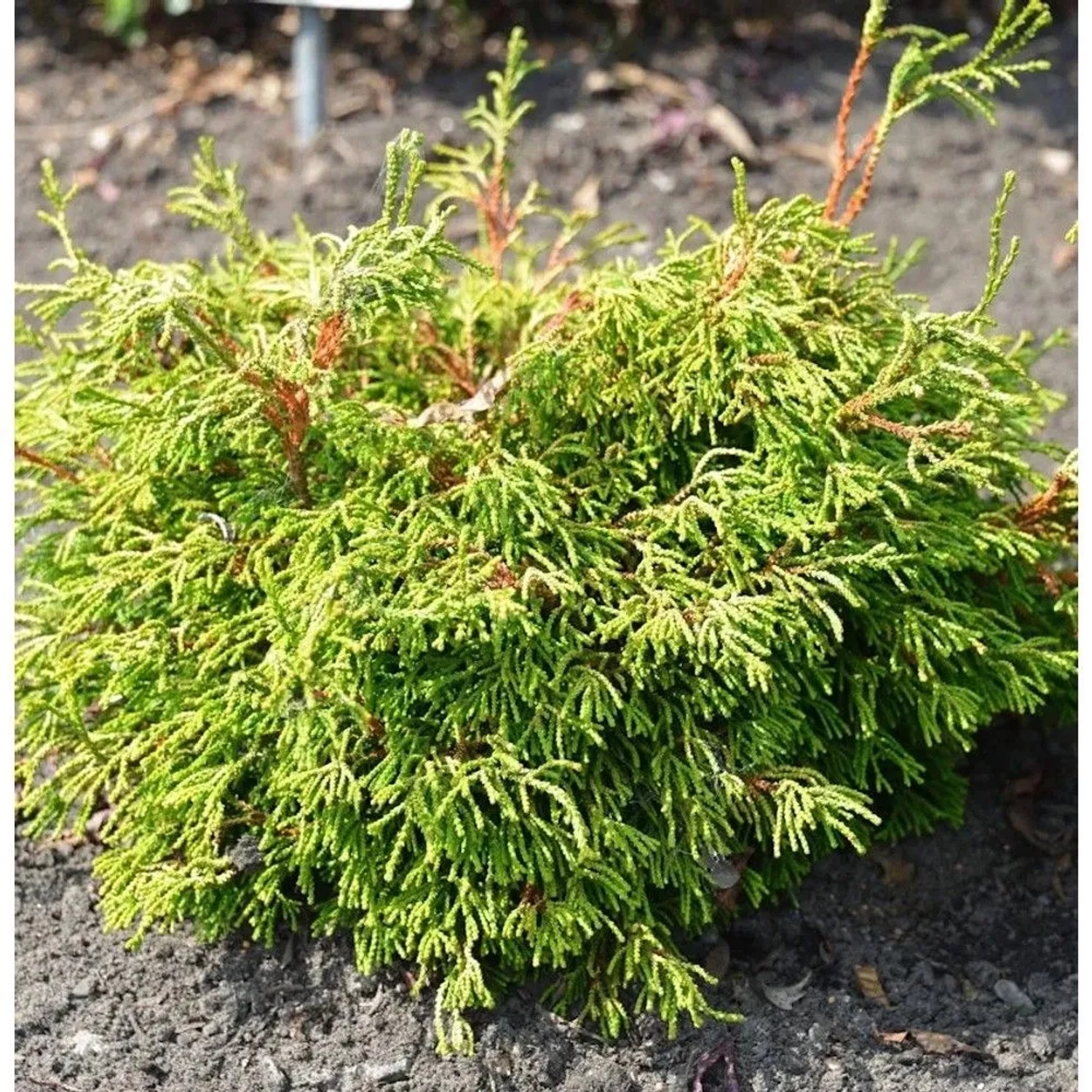 Gelbe Hinoki Scheinzypresse Gitte 15-20cm - Chamaecyparis obtusa