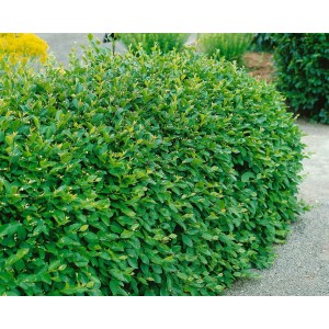 Grüne, dichte Heckenpflanze: Cotoneaster acutifolius (125-150 cm) im Garten.