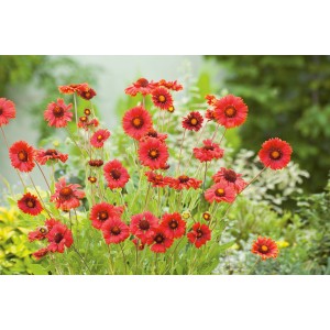 Gelb-rote Garten-Kokardenblume Kobold im Beet, Topf-Ø ca. 9 cm.