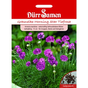 Dürr Samen Grasnelke 'Morning Star': Saatguttütchen mit tiefrosa Blüten der Armeria maritima.