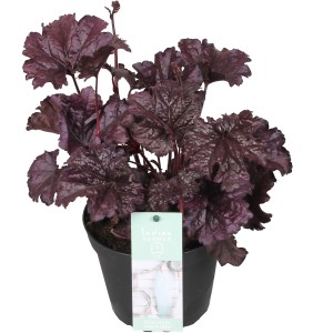 OBI Purpurglöckchen 'Indian Forever Purple' im Topf, violette Blätter.