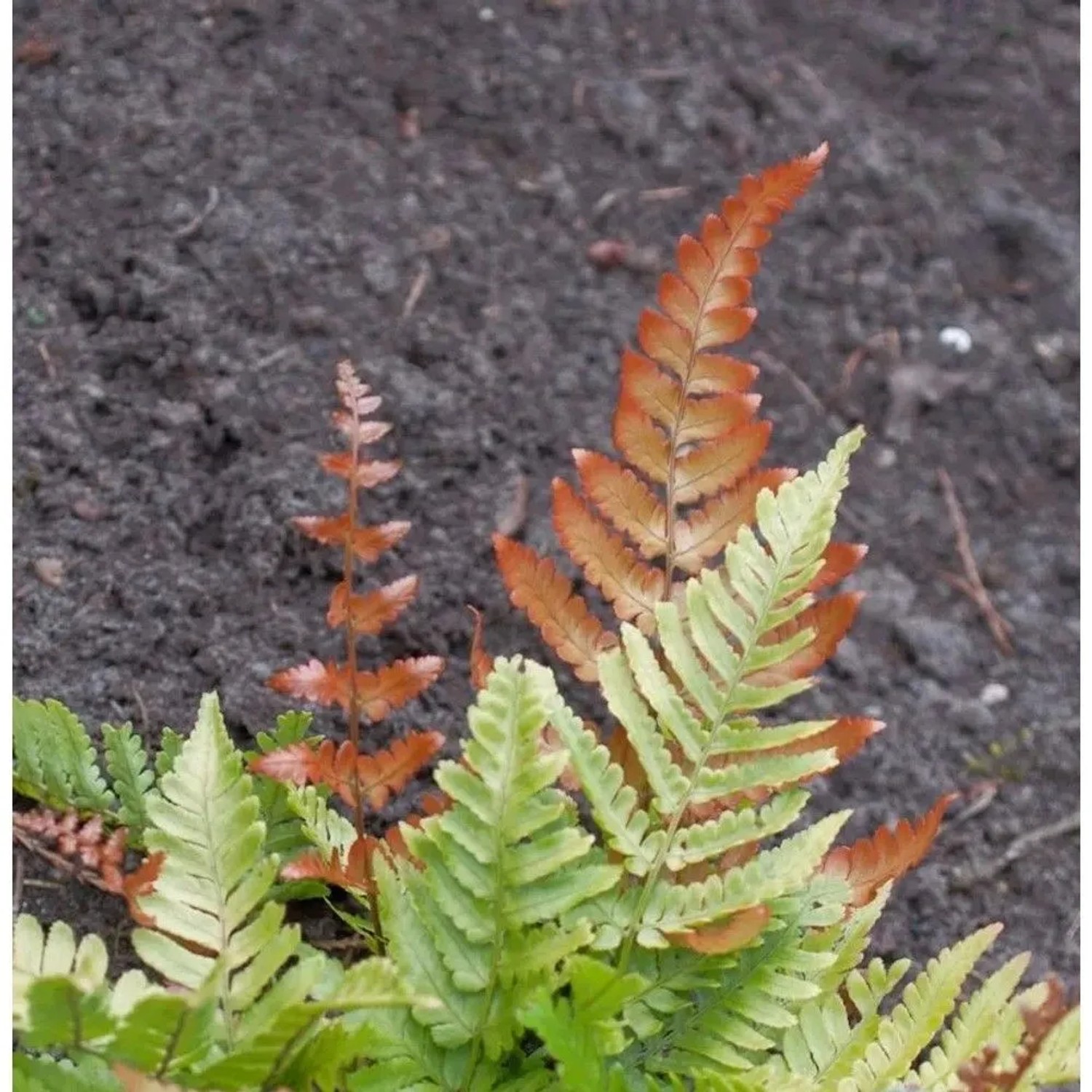Rotschleierfarn Prolifica - großer Topf - Dryopteris erythrosora