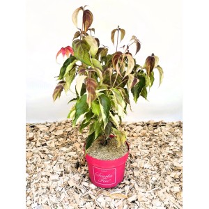 Japanischer Blumen Hartriegel Scarlet Fire als Topfpflanze, 40-60cm. Strauch mit grünen, weißen Blättern und roten Hochblättern im pinken Topf.