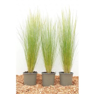 Drei Töpfe mit zartem Federgras (Stipa Tenuissima Ponytails) im 9x9 cm Topf.