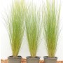 Drei Töpfe mit zartem Federgras (Stipa Tenuissima Ponytails) im 9x9 cm Topf.