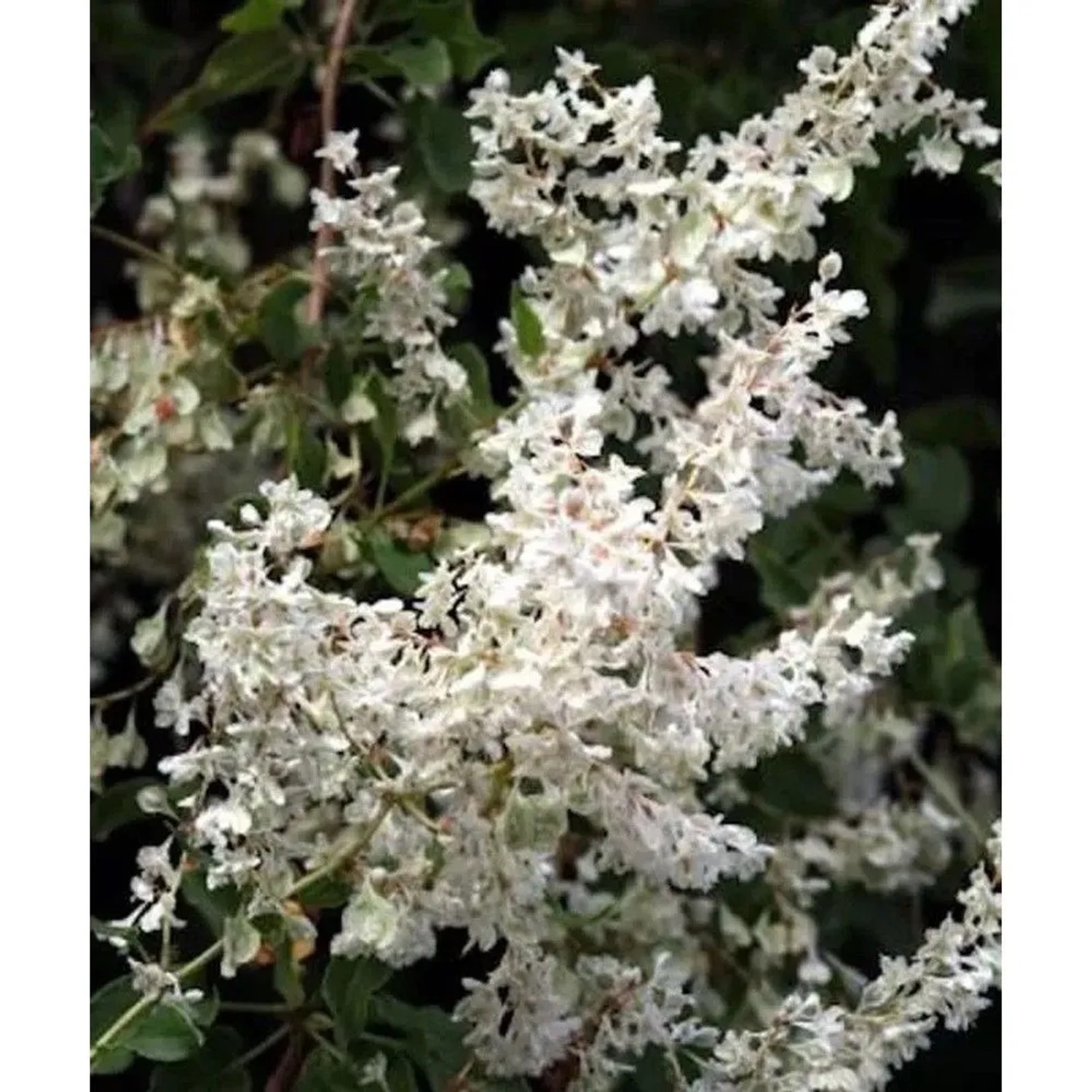 Schlingknöterich 100-125cm - Polygonum aubertii