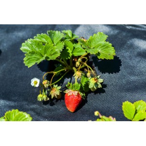 Erdbeere wächst durch Aquagart Unkrautvlies 150g. Gartenvlies schützt vor Unkraut.