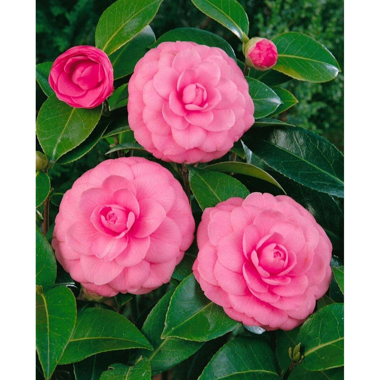 Camellia Japonica Kamelie Mrs Tingley Hellrosa 40-60 cm günstig online kaufen