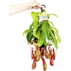 Hängende Kannenpflanze (Nepenthes) im Topf, ca. 14 cm Durchmesser. Fleischfressende Pflanze mit Kannen.