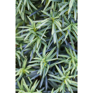 Detailaufnahme: Gelbbunter Eibenbaum Taxus Baccata mit gelbgrünen Nadeln.