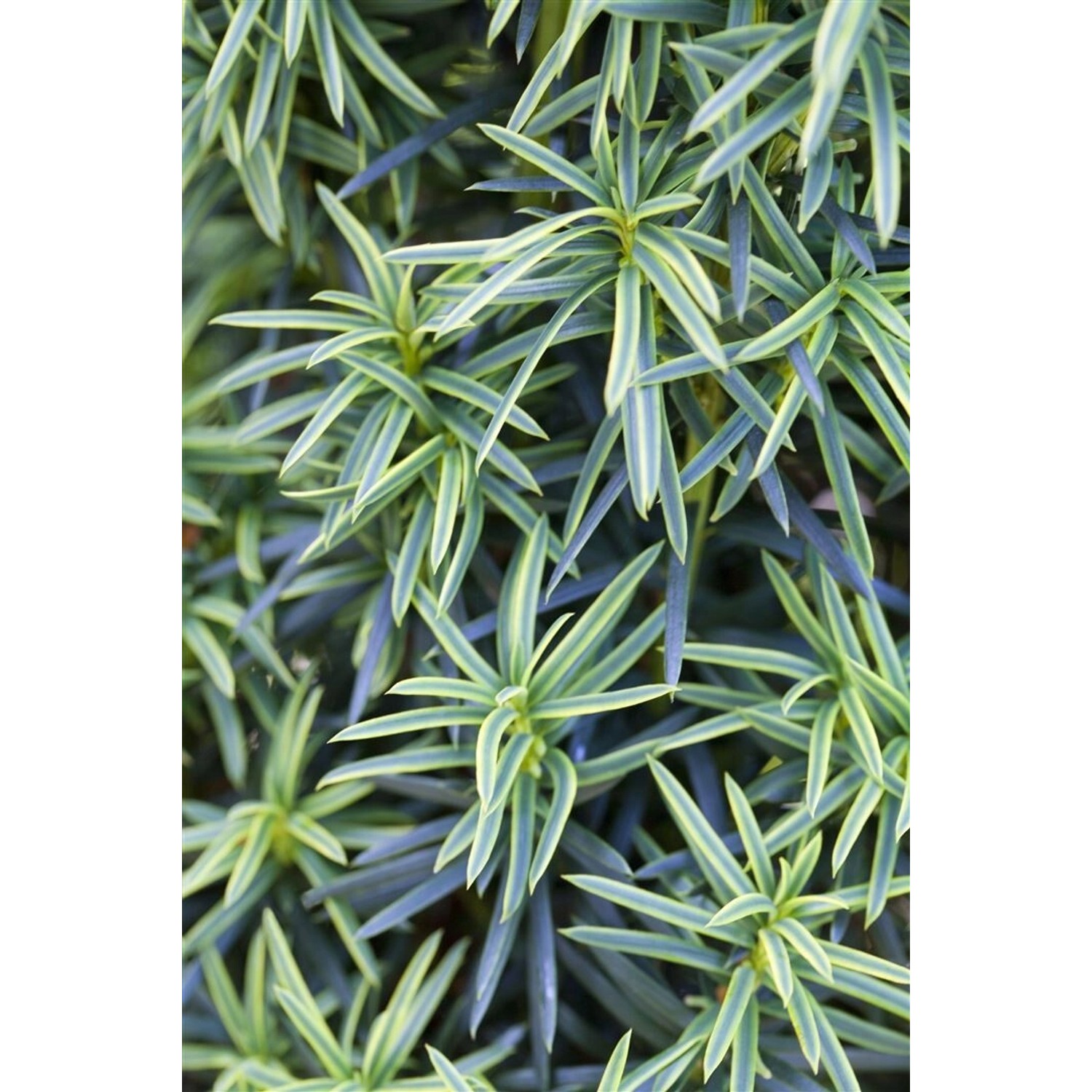 Taxus Baccata Fastigiata Aureomarginata Gelbbunter Eibenbaum 100–120 cm günstig online kaufen
