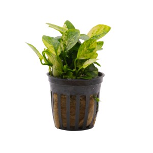 Stoffels Aquariumpflanze Anubias nana Marble im Topf, grün-weiß marmoriert.