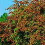 Immergrüner Cotoneaster Watereri Cornubia Strauch (100–125 cm) mit roten Beeren.