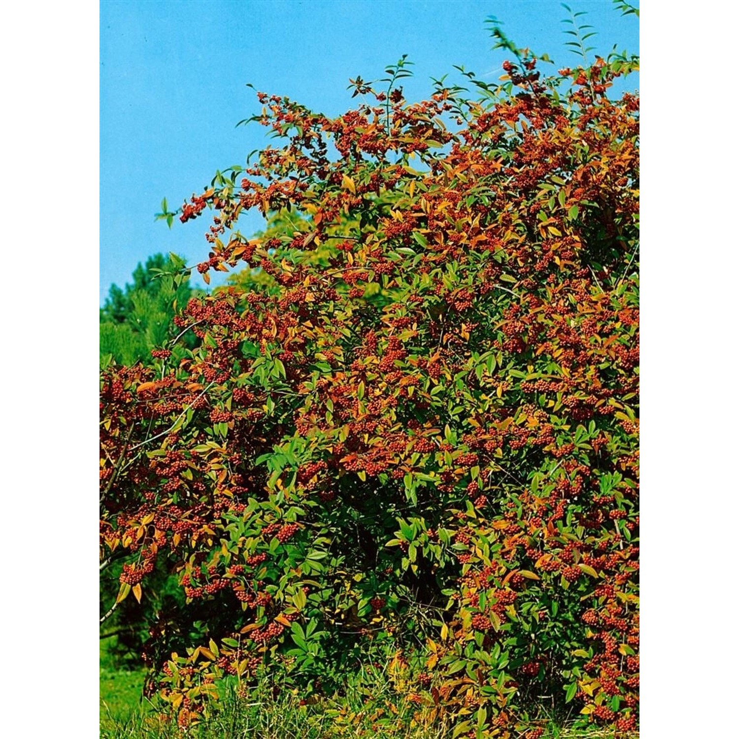 Cotoneaster Watereri Cornubia Immergrün Rote Beeren 100–125 cm günstig online kaufen