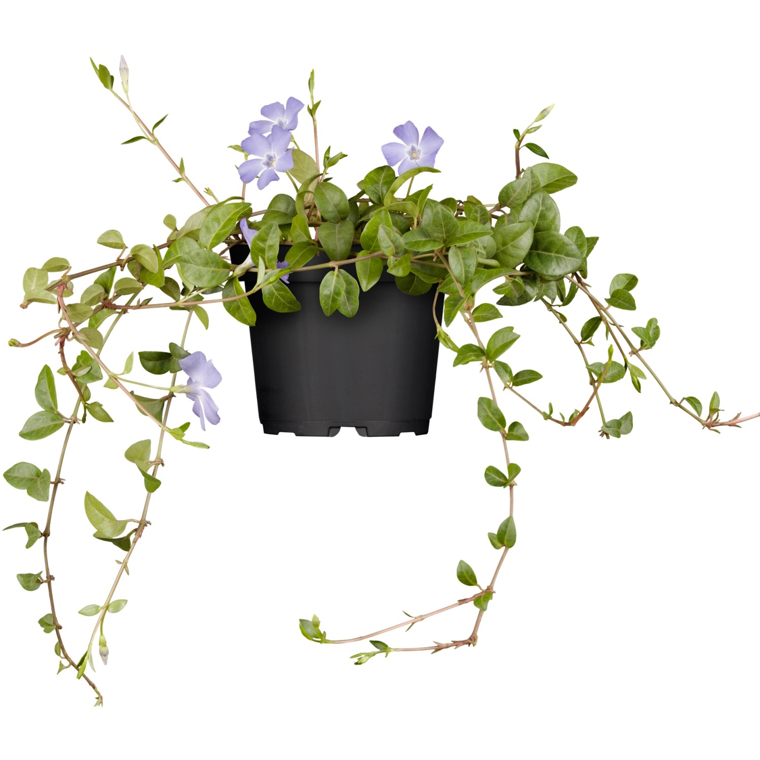 Immergrün Bowles Blauviolett Topf-Ø ca. 9 cm Vinca minor günstig online kaufen