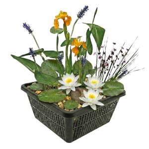 Vdvelde Mini Teichpflanzen Set Weiß 4 Wasserpflanzen Korb Substrat & Dünger