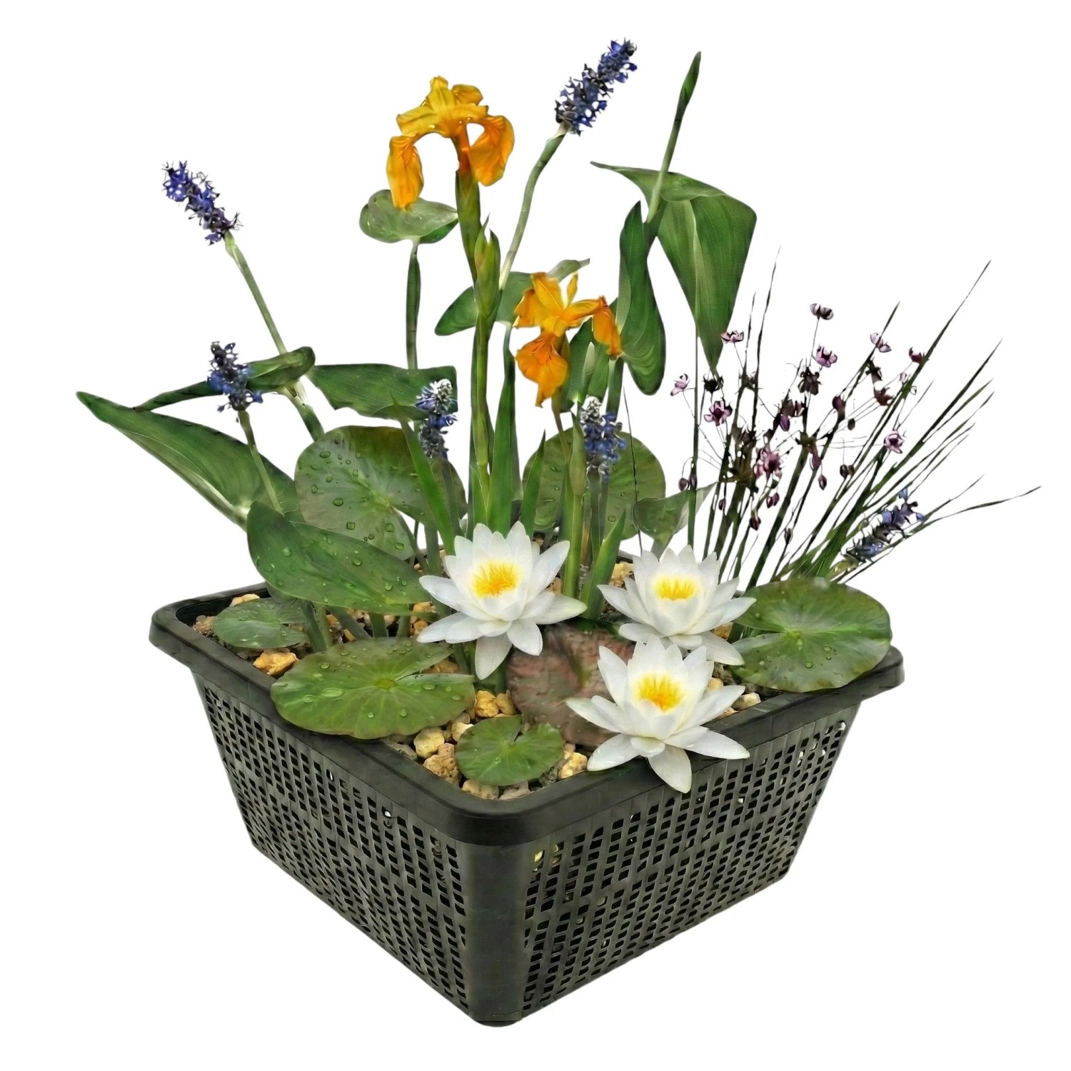 Vdvelde Mini Teichpflanzen Set Weiß 4 Wasserpflanzen Korb Substrat & Dünger