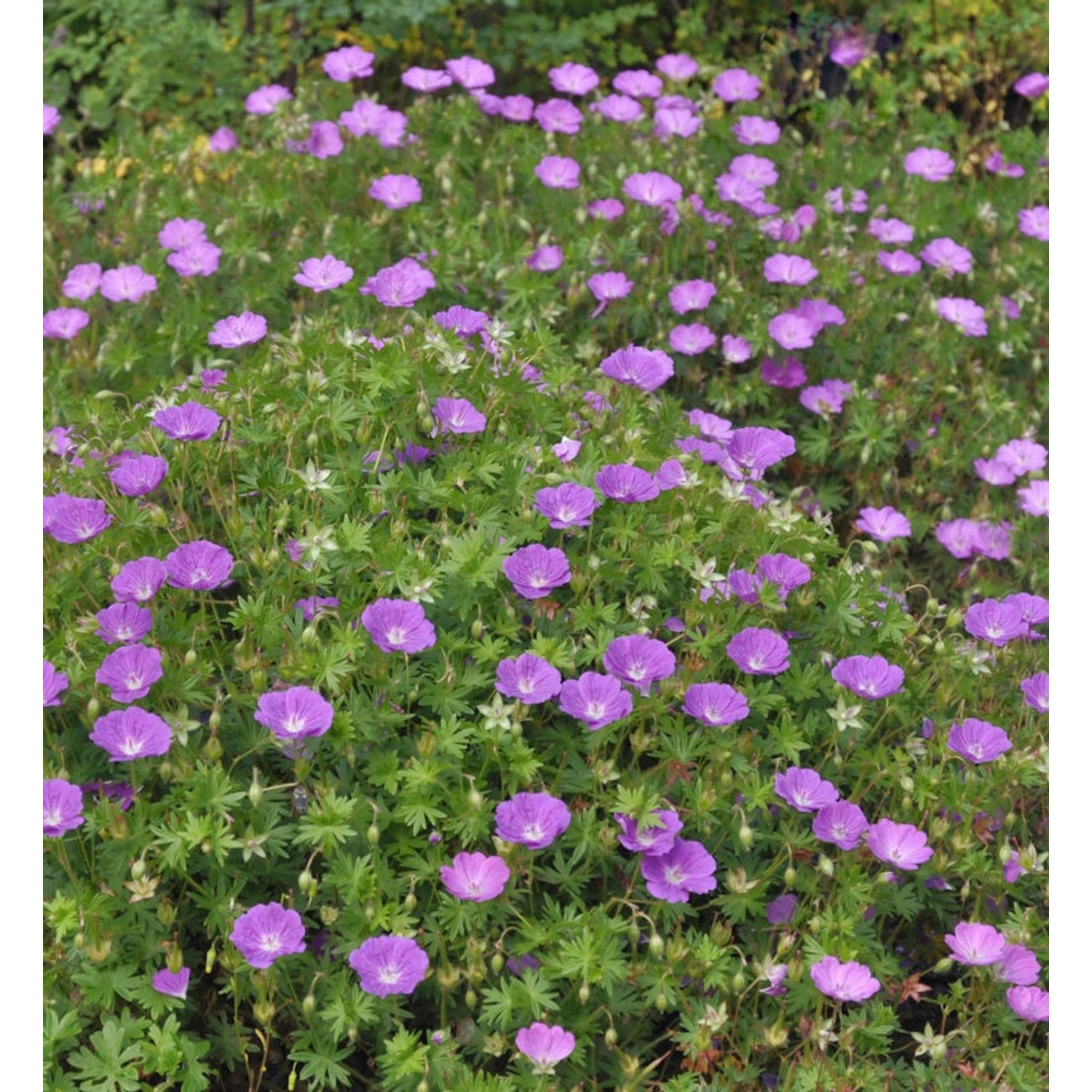 Storchenschnabel Max Frei - Geranium sanguineum günstig online kaufen