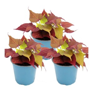 Set aus 3 Exotenherz Süßkartoffel Pflanzen (Ipomoea Batatas) im 12cm Topf mit braun-gelbem Laub.