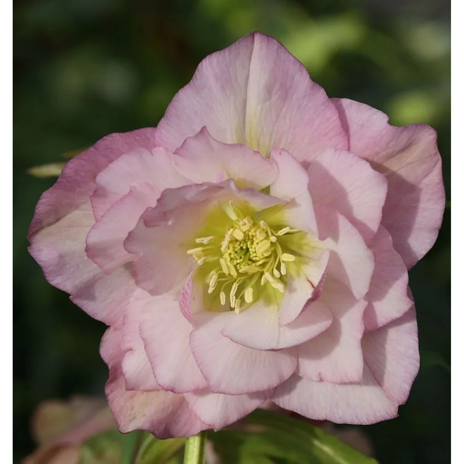 Christrose Lenzrose Double Ellen Pink - Helleborus orientalis