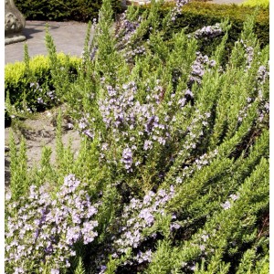 Blühender Rosmarin Prostratus (Rosmarinus officinalis) im Garten.