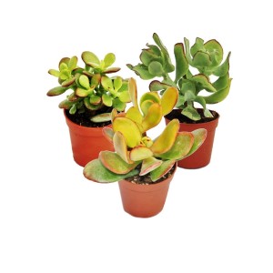 Exotenherz Geldbaum-Set: 3 verschiedene Crassula-Arten im 5,5cm Topf.