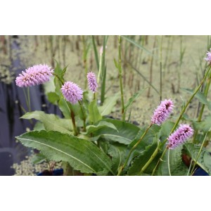 Schlangenknöterich (Bistorta officinalis) im 9x9 cm Topf mit rosa Blütenständen und grünen Blättern.