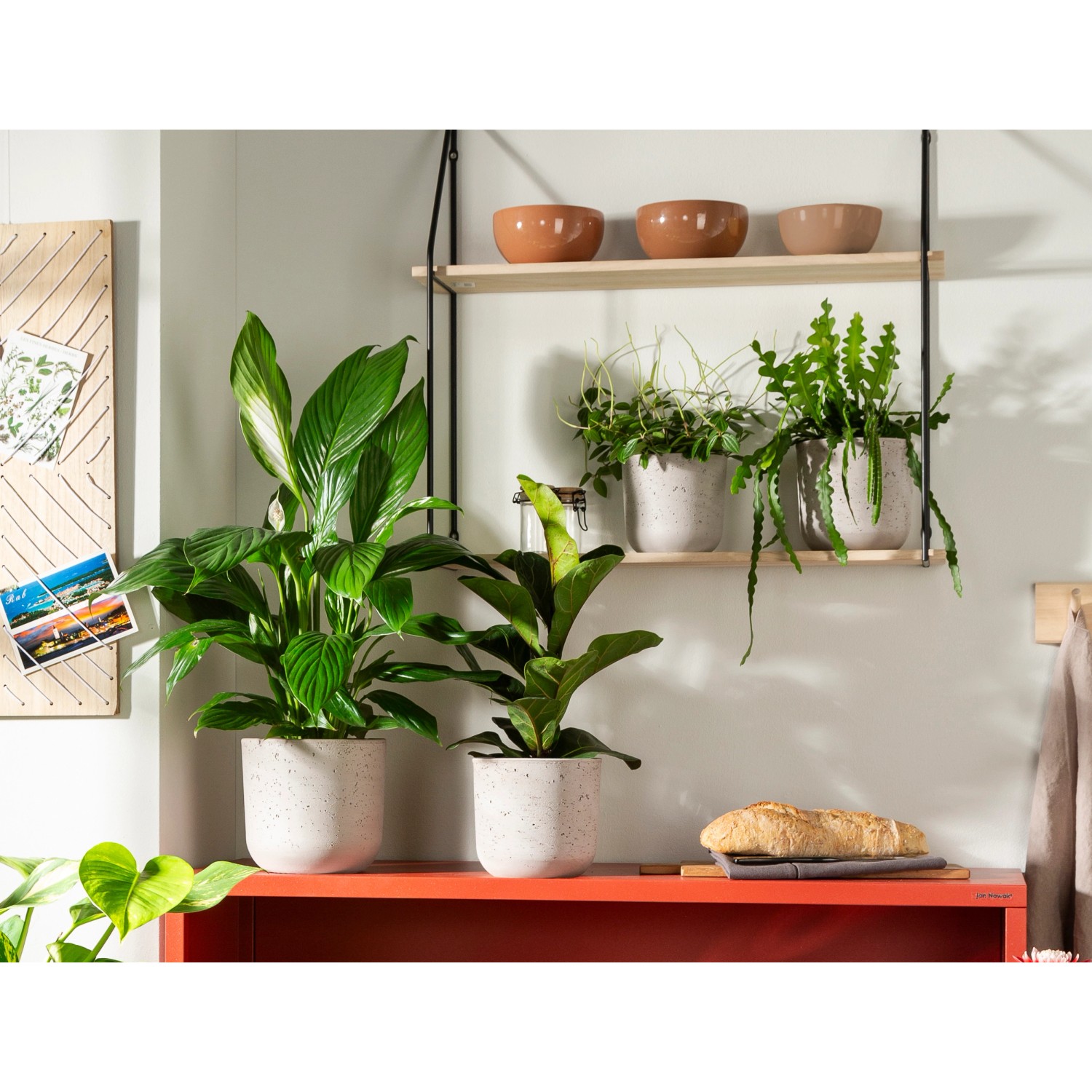 Scheurich Übertopf 980 Basalt, Ø 13cm, mit Pflanzen in Wohnraum-Szene.