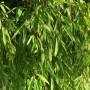 Gartenbambus 'Dogon Dreams' mit grünen Blättern und rötlichen Halmen, Kategorie: Sträucher.