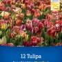 Kiepenkerl Tulpen 'Sea of Lights' Mega-Pack. Farbenfrohe Blumenzwiebeln in voller Blüte für Garten & Kübel.