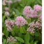 Nahaufnahme der rosa Blüten der Säckelblume Marie Simon, ein dekorativer Strauch.