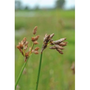 Nahaufnahme der Teichbinse (Scirpus lacustris) mit braunen Blütenständen im grünen Umfeld.