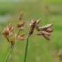 Nahaufnahme der Teichbinse (Scirpus lacustris) mit braunen Blütenständen im grünen Umfeld.