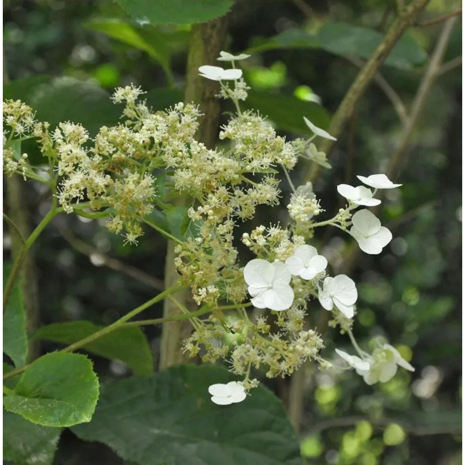 Immergrüne Kletterhortensie 80-100cm - Hydrangea seemannii