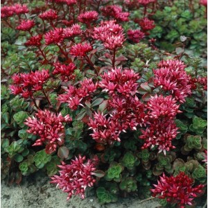 Roter Teppichsedum 'Fuldaglut' im 9x9 cm Topf. Bodendecker mit roten Blüten und grünen Blättern.