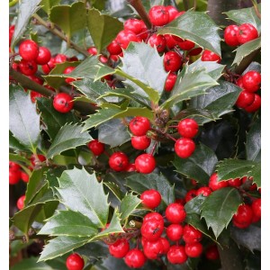 Stechpalme Ilex Heckenfee mit roten Beeren und grünen Blättern.