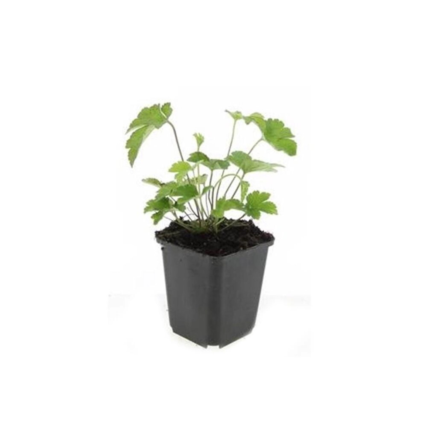 Exotenherz Zierstaude Herbst Anemone Anemone Tomentosa Robustissima 9cm Top günstig online kaufen