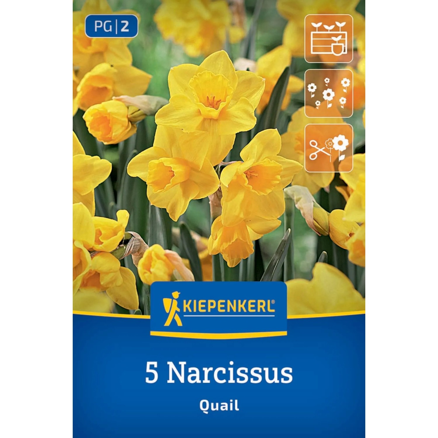 Kiepenkerl Blumenzwiebel Jonquilla-Narzisse Quail 5 Stück