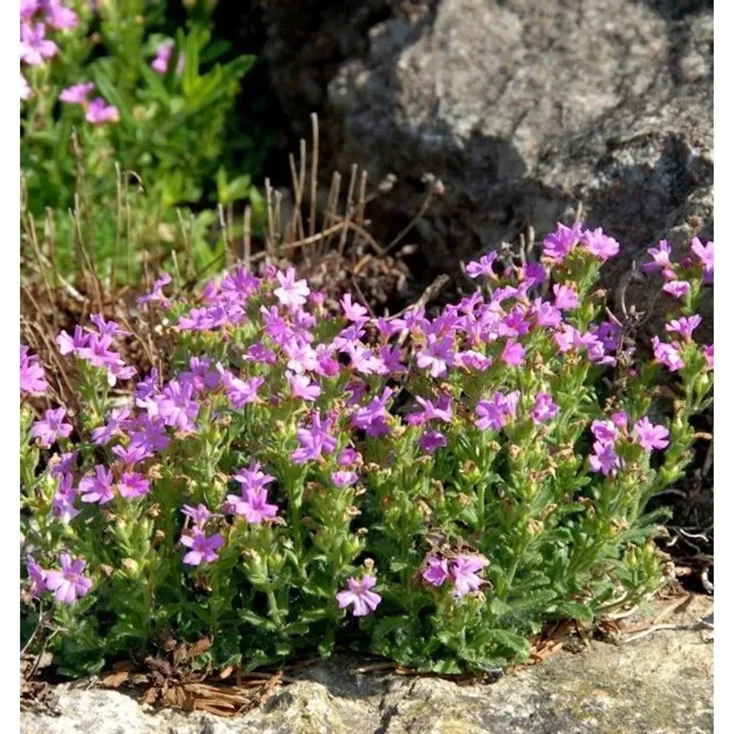 Alpenbalsam Dr Hähnle - Erinus alpinus
