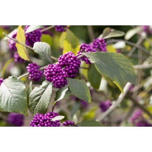 Callicarpa Bodinieri Profusion mit lila Beeren und grünen Blättern.