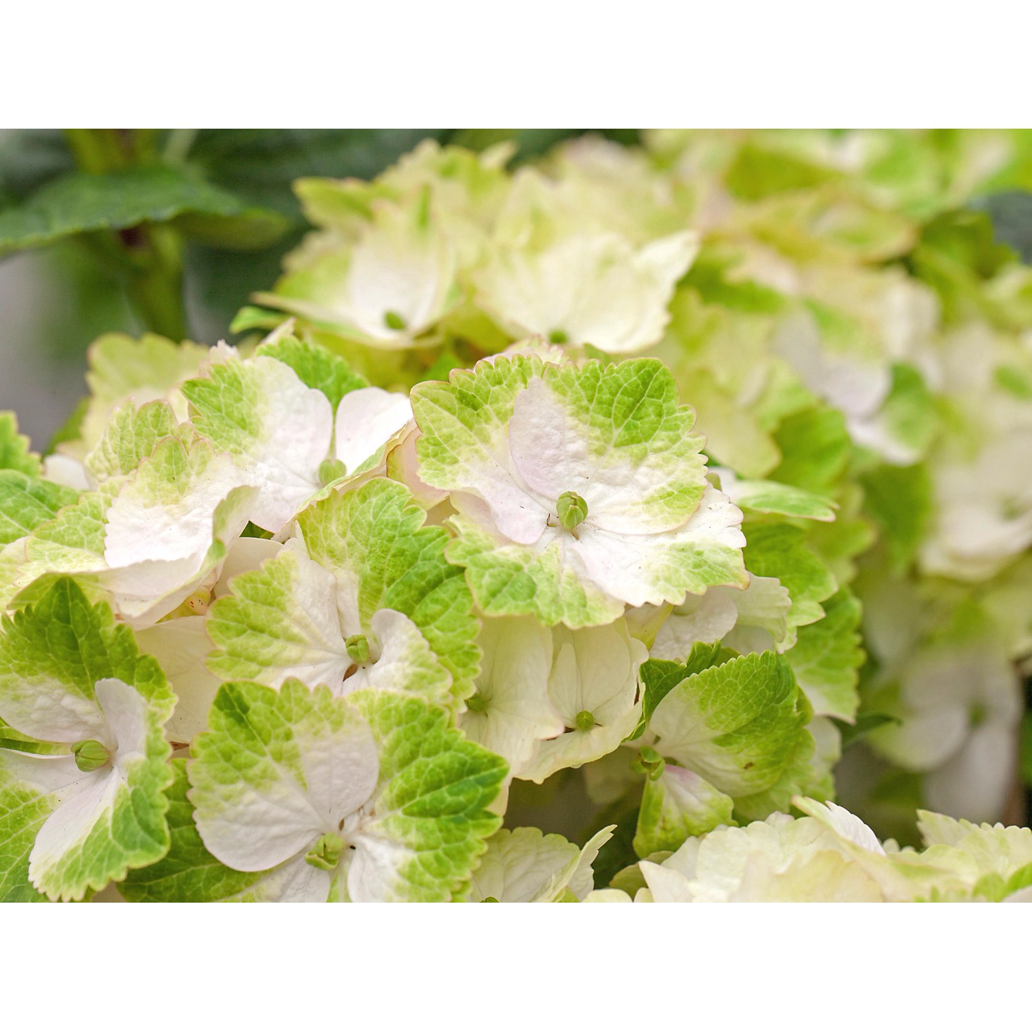 Ballhortensie Magical Weiß Topf ca. 5 l Hydrangea