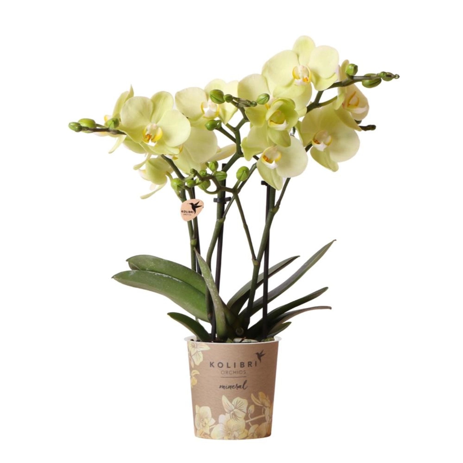 Kolibri Orchids gelbe Phalaenopsis Orchidee 34cm Hoch Topfgröße 9cm