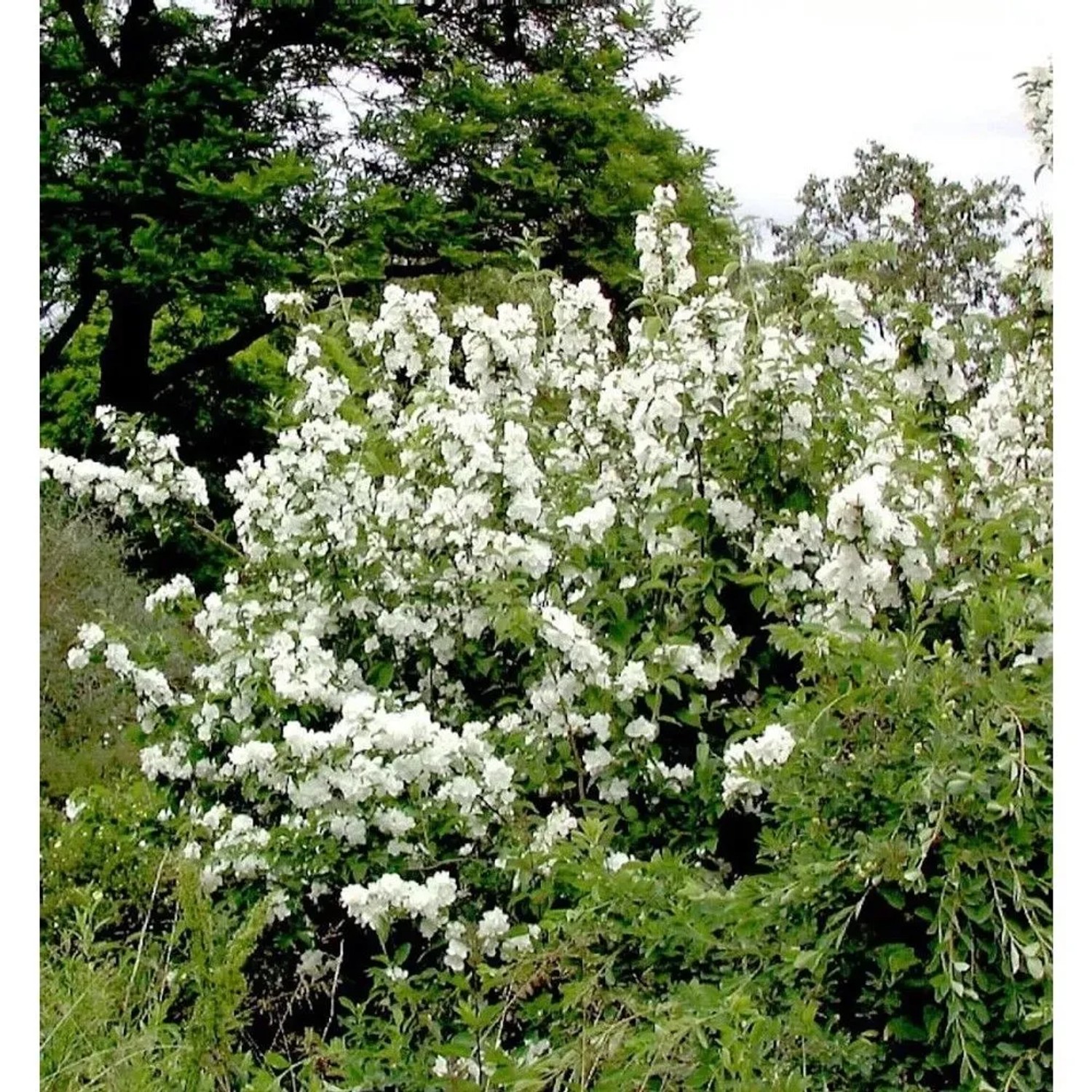 Gartenjasmin Dame Blanche 60-80cm - Philadelphus