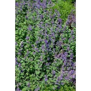 Blühende Katzenminze (Nepeta Racemosa Odeur Citron) im 9x9 cm Topf, lila Blüten.