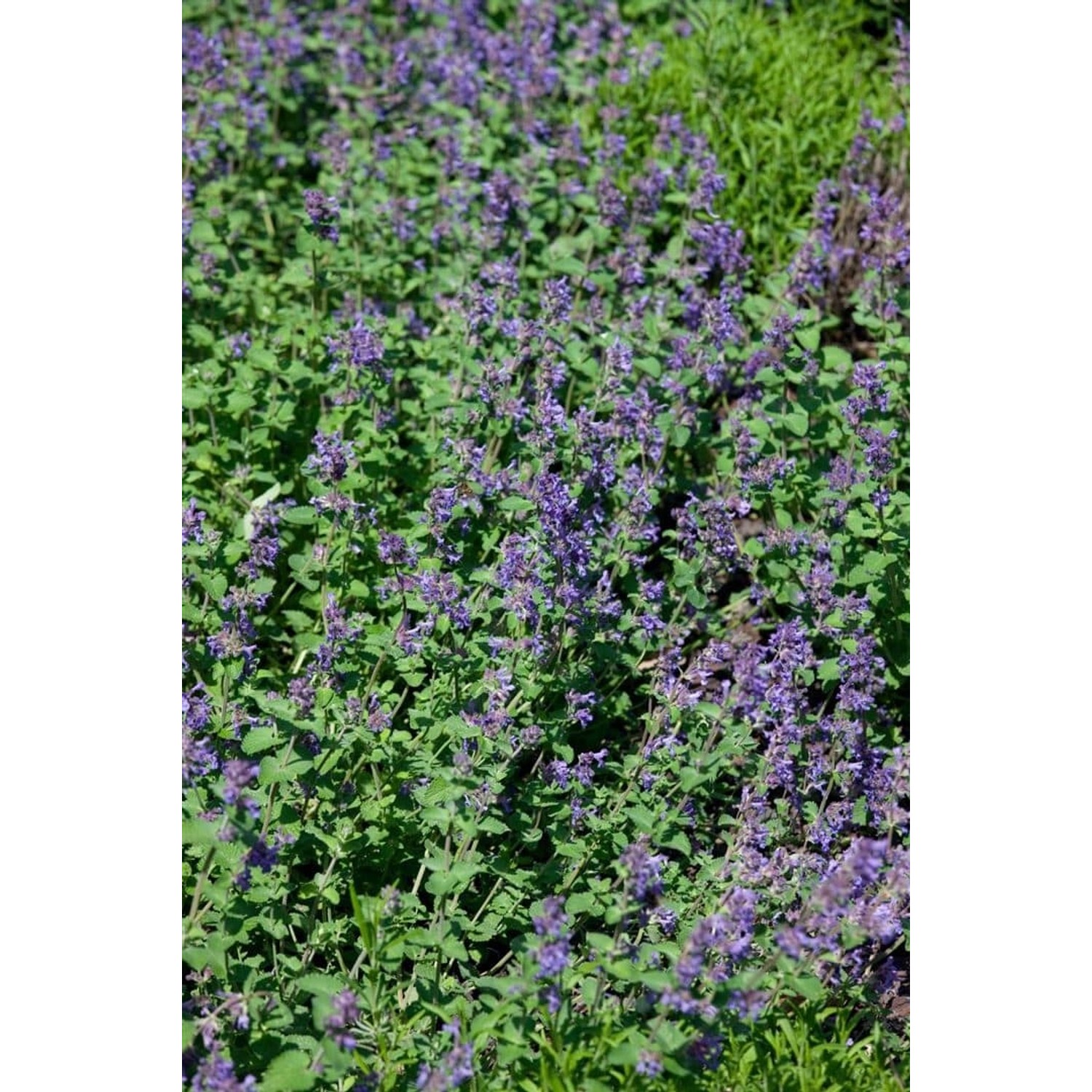 Nepeta Racemosa Odeur Citron Katzenminze Ca. 9x9 cm Topf günstig online kaufen