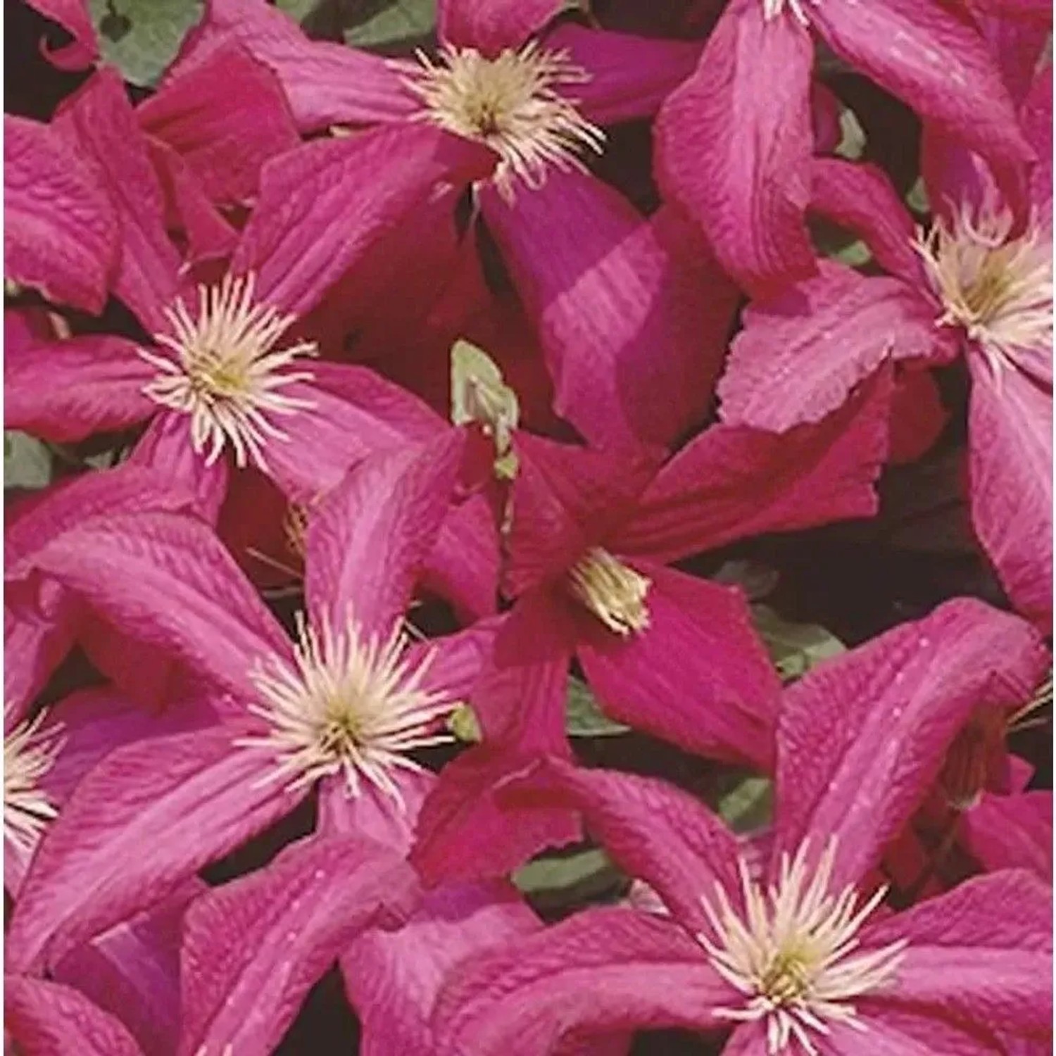 Robuste Waldrebe Madame Julia Correvon 125-150cm - Clematis viticella