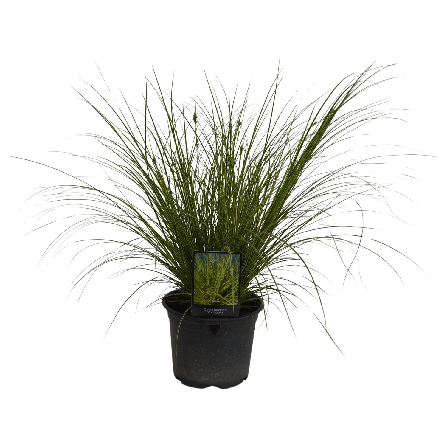 Bräunliche Segge, Carex brunnea Aureovariegata T10