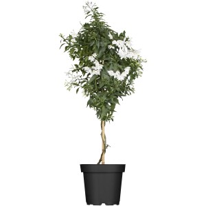 Sommerjasmin (Solanum jasminoides) als Stamm im Topf, ca. 40-60 cm hoch, mit weißen Blüten.